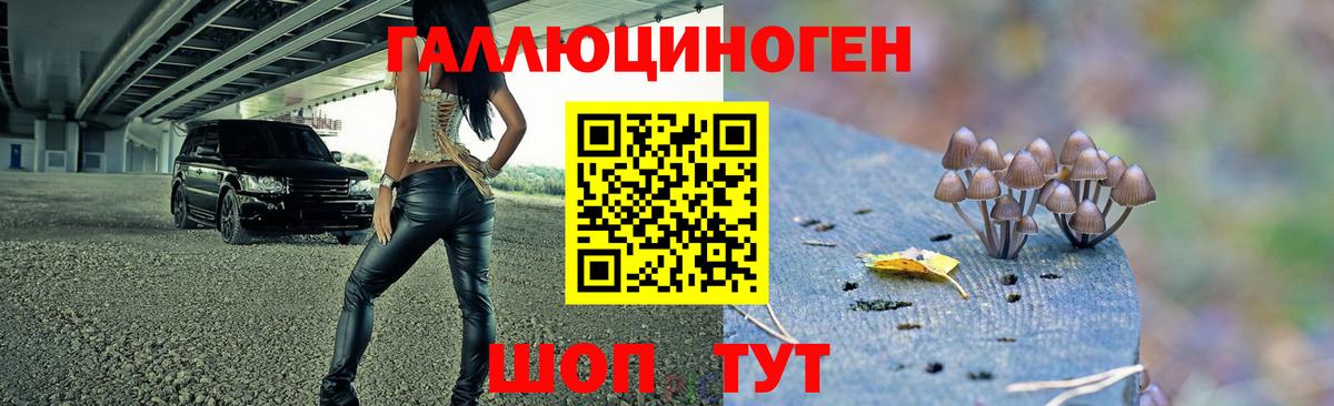 Галлюциногенные грибы Psilocybe  Вход с VPN  Тихорецк 
